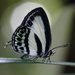 Tailed Green-banded Line Blue - Photo (c) Graham Winterflood, some rights reserved (CC BY-SA), uploaded by Graham Winterflood