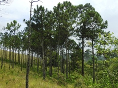 Pinus oocarpa