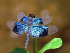 Rhyothemis resplendens