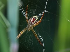 Argiope magnifica