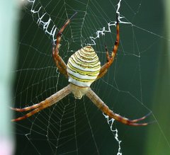 Argiope magnifica