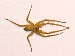 Pandercetes gracilis