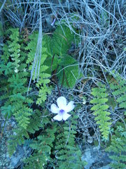 Streptocarpus meyeri