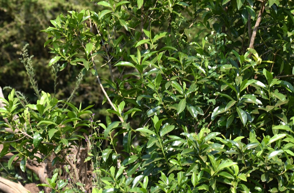 Foto de Ariá