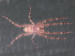 Pandercetes gracilis
