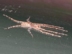 Pandercetes gracilis