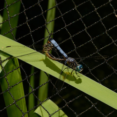 Pachydiplax longipennis