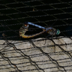 Pachydiplax longipennis