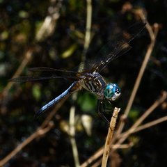 Pachydiplax longipennis