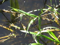 Calopteryx splendens