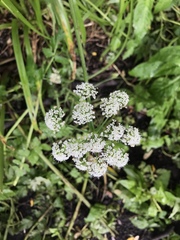 Ligusticum apiifolium