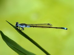 Ischnura pruinescens