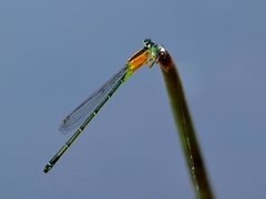 Ischnura pruinescens