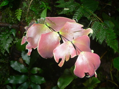 Adiantum macrophyllum