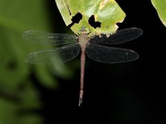 Gynacantha rosenbergi