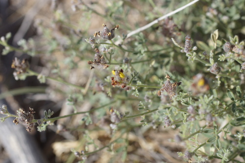 Image of Dalea nana by (c) Lyrae, some rights reserved (CC BY)