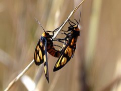 Amata antitheta