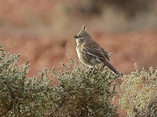 Psophodes cristatus