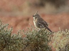 Chirruping Wedgebill photo 3
