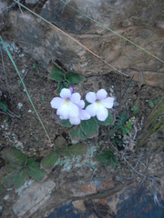 Streptocarpus meyeri