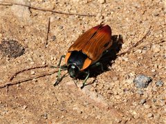 Temognatha regia