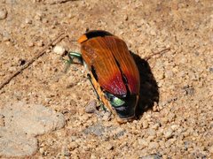 Temognatha regia