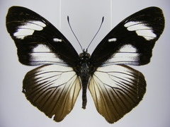 Hypolimnas anthedon anthedon