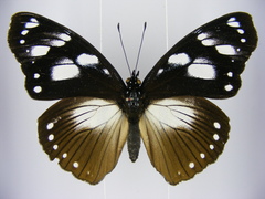 Hypolimnas anthedon anthedon