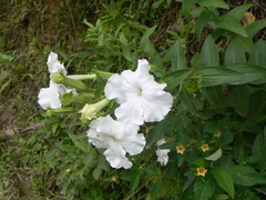 Escobedia grandiflora
