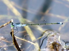 Ischnura pruinescens