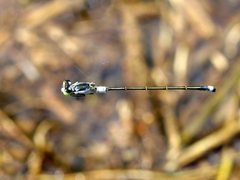 Ischnura pruinescens