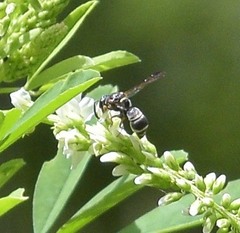 Parancistrocerus minimoferus