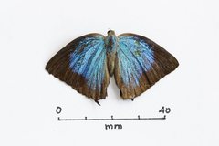 Arhopala micale