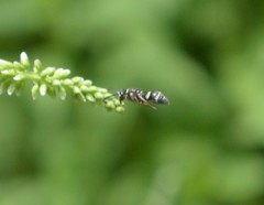 Parancistrocerus minimoferus