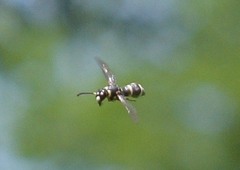 Parancistrocerus minimoferus