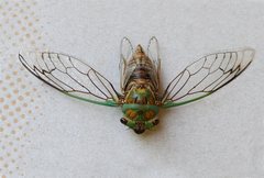 Macrotristria sylvara