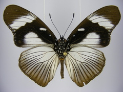 Hypolimnas anthedon anthedon