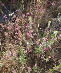 Clarkia unguiculata