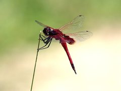 Tramea stenoloba