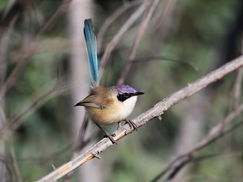 Malurus coronatus