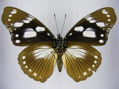 Hypolimnas anthedon anthedon