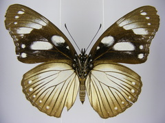 Hypolimnas anthedon anthedon