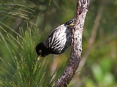 Daphoenositta chrysoptera striata