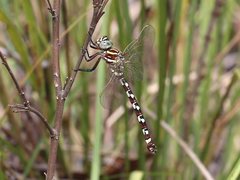 Austroaeschna speciosa