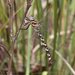 Austroaeschna speciosa - Photo (c) Graham Winterflood,  זכויות יוצרים חלקיות (CC BY-SA), הועלה על ידי Graham Winterflood