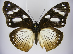 Hypolimnas anthedon anthedon