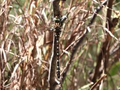 Austroaeschna speciosa