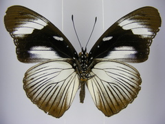 Hypolimnas anthedon anthedon