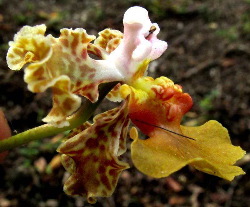 Trichocentrum luridum