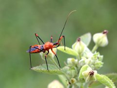 Poecilobdallus formosus